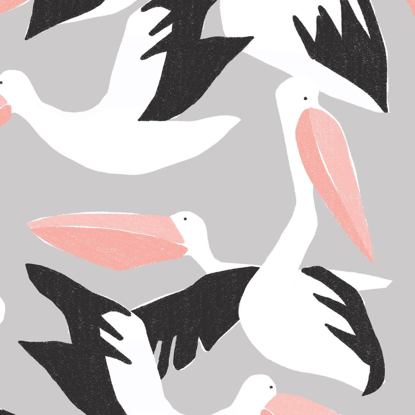 Canvas Collective - Pelicans