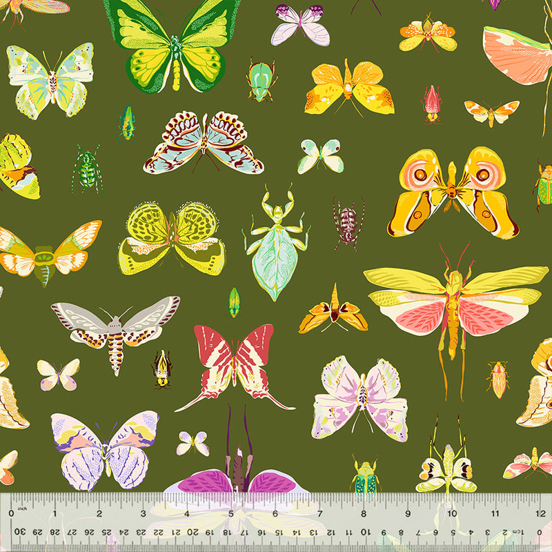 Insectarium - On Display - Olive